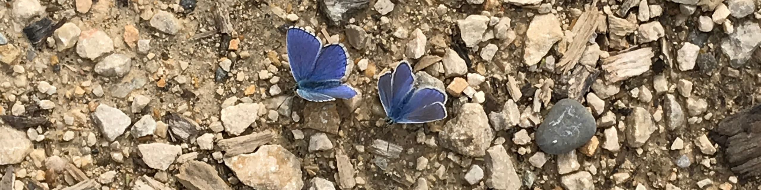 Schmetterlinge im Frühsommer im Jura
