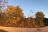 Hecke im Herbstlicht