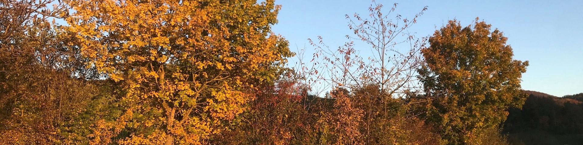 Hecke im Herbstlicht