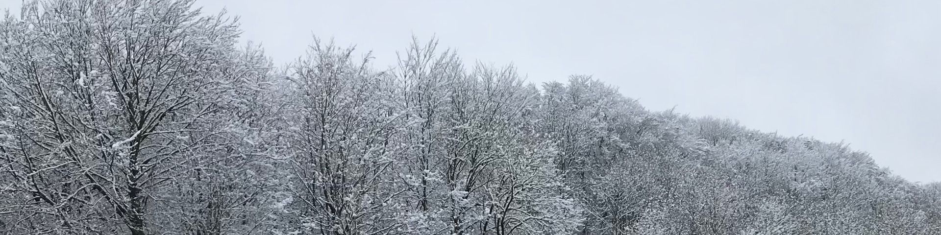 Schnee mit Wald im Jura 