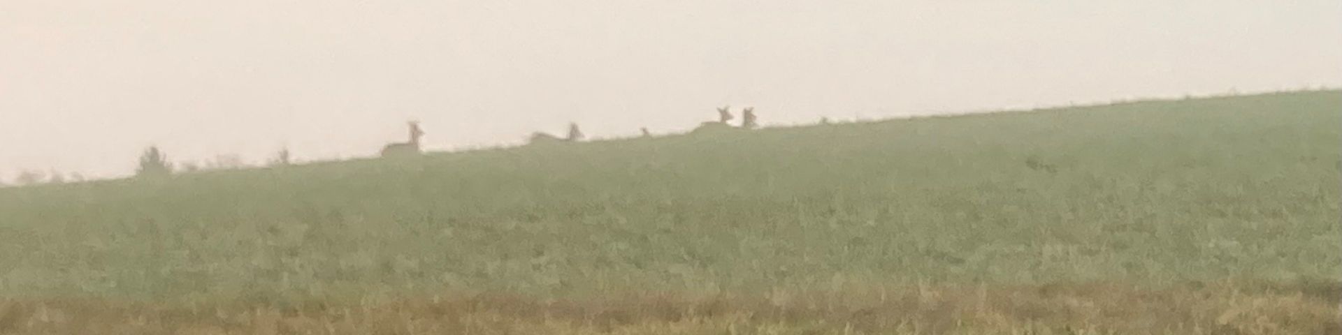 Rehe im Nebel über dem Jura in der Nähe Wegenstetten Ende Dezember