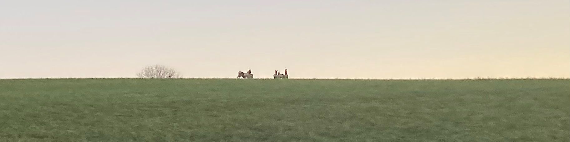 Rehe in der Nähe Wegenstetten im Jura Ende Dezember